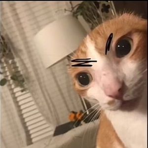 Meet your Posher, Carly